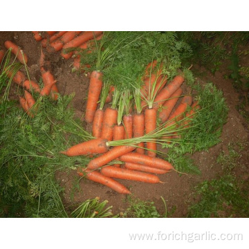 Fresh Healthy Carrot With Good Quality